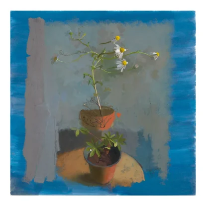 Amity of Lupinus and Anthemis