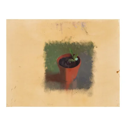 Syrian Scabious Sprout